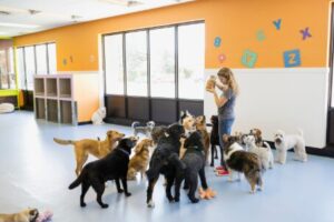 Infographic about pet care hanging on wall