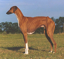 https://shellse.com/breed/peruvian-inca-orchid/