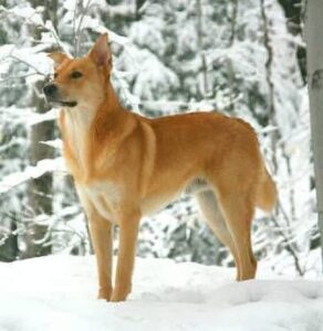Chinook dog standing proudly in snowy wilderness
