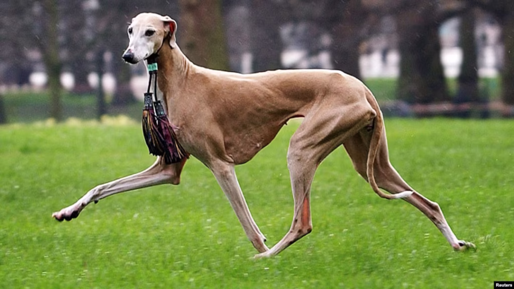 Top 10 Rare Dog Breeds and Why They’re So Hard to Find