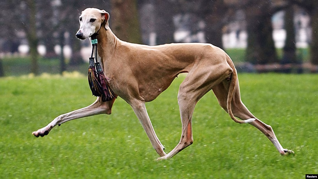 Top 10 Rare Dog Breeds and Why They’re So Hard to Find