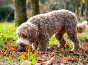 Lagotto Romagnolo sniffing for truffles in the forest