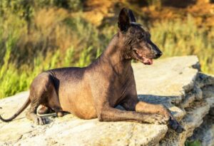 Xoloitzcuintli sunbathing on stone steps