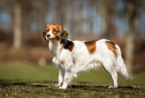 Kooikerhondje dog wagging its tail near water