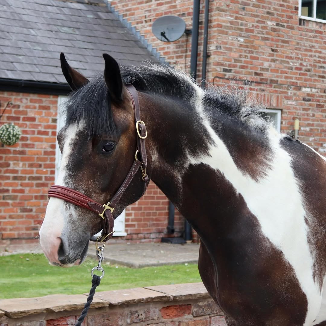 Jumping Jack Flash “Jagger” – The Little Sports Horse with the Big Future