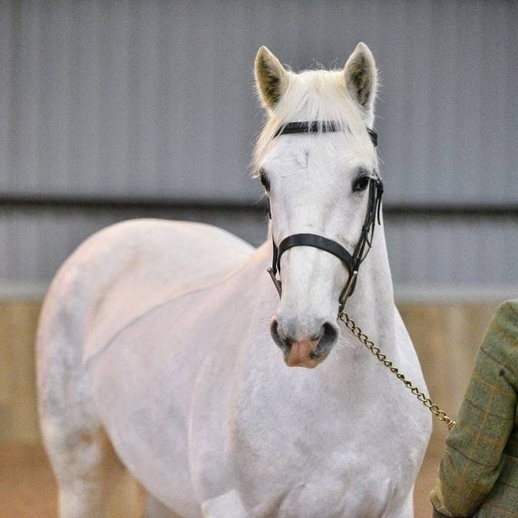 MEET FELIX – The Gentle Connemara gelding Soul with a Champion’s Heart