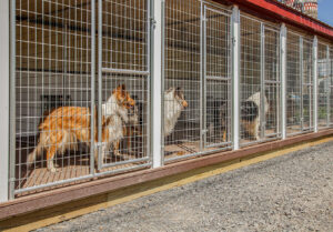Clean and ethical environment of a responsible dog breeder