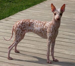 Peruvian Inca Orchid dog sitting gracefully in the shade