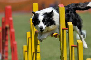 Mudi dog mid-jump during agility training