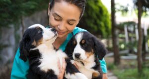 Responsible dog breeder playing with healthy, socialized puppies